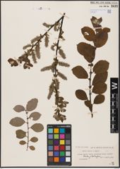 Foto von Salix aurita L. x Salix caprea L.